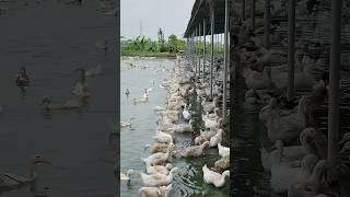 ducks lay eggs after feeding #ducks #duckegg #duckfarming #duck #fafafarm