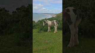 Adorable Foal Grazing On The Clifftop