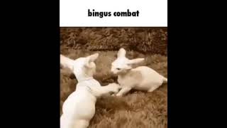 bingus fight