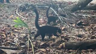 Costa Rica - Coatis (Raccoon Relatives)