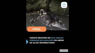 INÉDITO REGISTRO DE OSO ANDINO DÁNDOSE UN CHAPUZÓN EN MEDIO DE ALTAS TEMPERATURAS