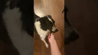 Give a dog a treat