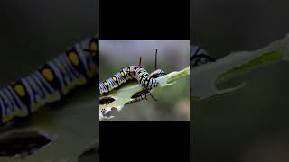 Caterpillar | Sound Wild Animals #shorts #wildlife #insect