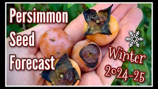 🥶 Persimmon Winter Forecast '24-'25