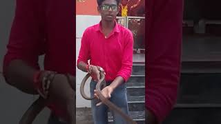 My research is my passion.🥰🥰#snake #reels #sorts #धामन #phusro #bokaro #jharkhand #indian