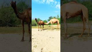 Amazing view of male Camel🐪 #camels #wildlife #الجمال #views_viral