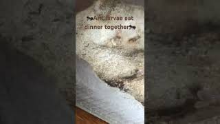 Ant larvae eat dinner together