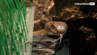 King Cobra Training