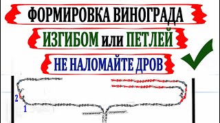 🍇 Как ПРАВИЛЬНО и без ОШИБОК формировать виноград ИЗГИБОМ ЛОЗЫ или ПЕТЛЕЙ. Страдательное положение.