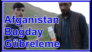 Afganistan Feryab - Buğday Gübreleme Buğdayda Yaprak Gübresi - Buğday Yapraklarında Sarılık Sararma