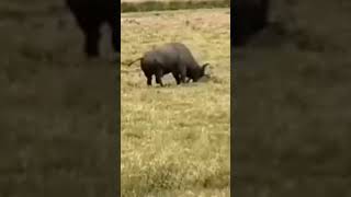 Buffalo rescue Zebra from Lioness jaws