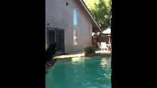 Dog gets serious air over pool catching toys!!!