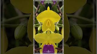 Ground orchid 2022 #orchids #flowers #shorts #2022 #youtubeshorts #viral