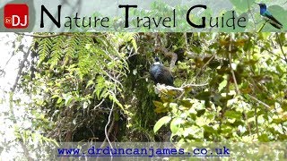 Tui Singing at Monro Beach, Haast | Moments #62 | Nature Travel Guide