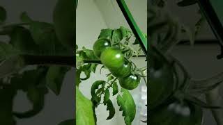 Enjoying Growing tomatoes indoor in winter Buffalo New York these are cherry #shorts