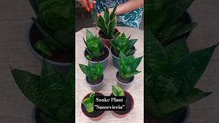 Snake Plant Propagation | Sansevieria #shorts #succulent #beauty #snakeplant