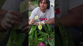 How I Made 12 Peace Lilies From Only 1 Plant