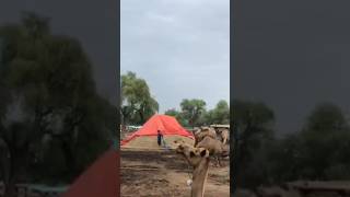 Camels market #camel #youtubeshorts #youtubevideos #animals #camelstory #ytshorts #youtube #shorts