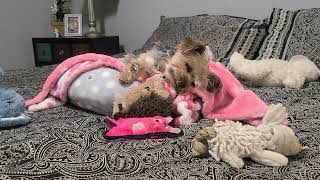 When Your Pup Is COMPLETLY Wipped! #goodnight #yorkies #viralvideo #Rylie