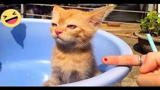 New Funniest Cats And Dogs 😺🐶 Best Funny Animals Video 😂 part-45