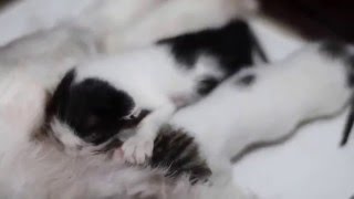 Kittens Milk Dog