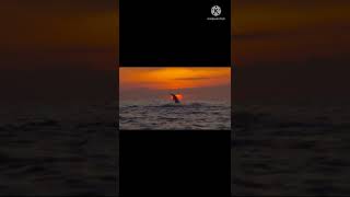 Dolphin 🐬 jump in water Sunfire so beautiful scene