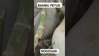 Bambu Petuk NOGOSARI Nusantara,