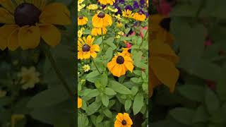 cantiknya bunga rudbeckia dikebun kita Barneside garden