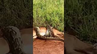 A Rock Python Suffocating A Female Impala to Death #shorts #pythonvsimpala