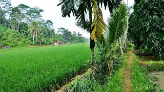 Suasana Pedesaan Yang Sejuk Bikin Syahdu Saat Hujan Turun Mengguyur Kampung Terpencil di Tasikmalaya