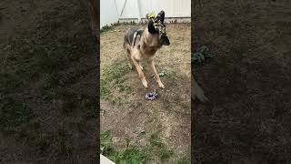 Charlie plays fetch #shorts #germanshepherdpuppy #viraldogsvideos #cutedogs #1kviews #subscribe