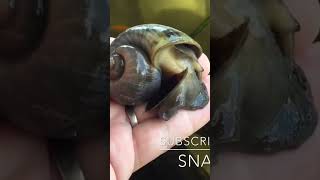 Snail mega!! Check out my other videos on this snail 🐌