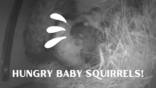 Baby Squirrel Update 01.12.2024