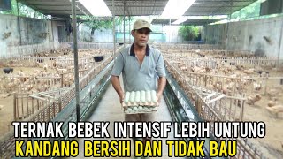 SUKSES TERNAK BEBEK PETELUR SISTEM INTENSIF LEBIH MENGUNTUNGKAN SERTA KANDANG BERSIH DAN TIDAK BAU