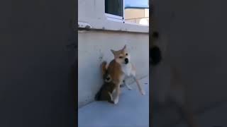 Part 717 _ Funny animals videos from TikTok! Try not to laugh! 😹🐶🤣🔥🤣