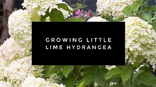 24-154 --How to Grow Little Lime Panicle Hydrangea