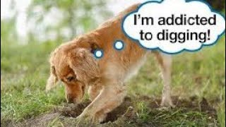 how to stop a dog from digging | dog digging garden | dog digging | how to stop dog  digging |