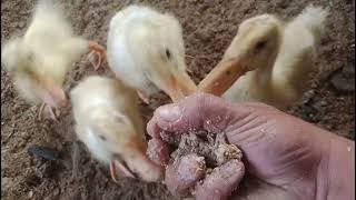 cute duckling while eating