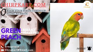 GREEN PEACH PIED || AFRICEN LOVE BIRDS || CHIRPKART || ONLINE PET SHOP || CBE