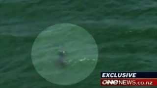 Shark circles following attack