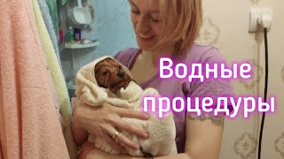 ВЛОГ Водные процедуры. Виолетта предлагает посмотреть аниме.