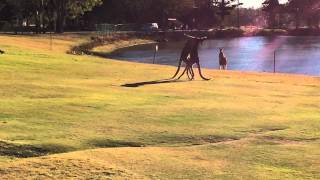 Biffo On The 9th Hole - Kangaroo Turf War lol