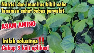 MANFAAT ASAM AMINO❓Sumber Vitamin Dan Imunitas Bibit Cabe Rawit Percepat Pertumbuhan