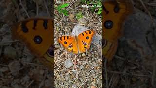 Peacock pansy | Junonia almana | Common Butterfly Of India | Butterfly With Eyespot