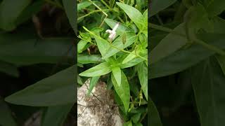 Andrographis paniculata -antipyretic #shorts