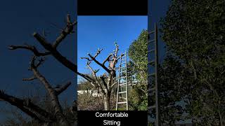 #treepruning #cherrytree #cherrytrees #pruningtrees