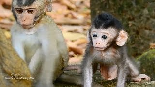 Cute Newborn Baby Monkey, Many Babies Born  This Month, Daily Monkeys Man#1268