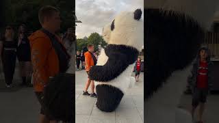 Wielka Panda na deptaku w Międzyzdrojach #shorts #miedzyzdroje #międzyzdroje