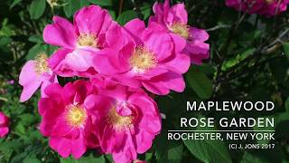 Rochester’s Maplewood Rose Garden, Rochester, New York