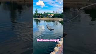 Ловила #форель поймала #осетр  #рыбалка #рыба #fishing #fish #отдых #top #shorts #рыбачка #юмор #топ